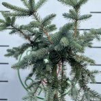 Smrek pichľavý (Picea pungens) ´PENDULA´ - výška: 130-150 cm, kont. C5L – na kmienku